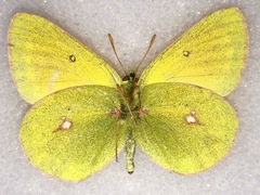Colias canadensis