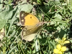 Colias croceus