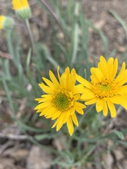 Erigeron linearis