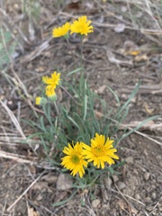 Erigeron linearis