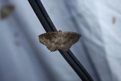 Anisoperas atropunctaria