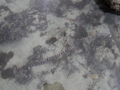 Baseodiscus mexicanus