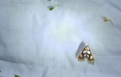 Argyractoides lucianalis