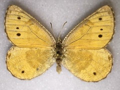 Oeneis chryxus