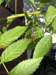 Polistes