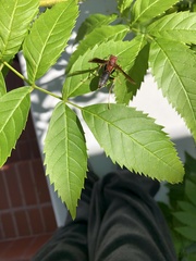 Polistes