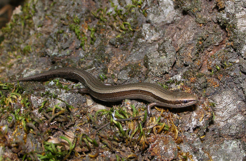 European Copper Skink, photo 2 of 7