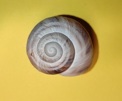 Helix philibinensis