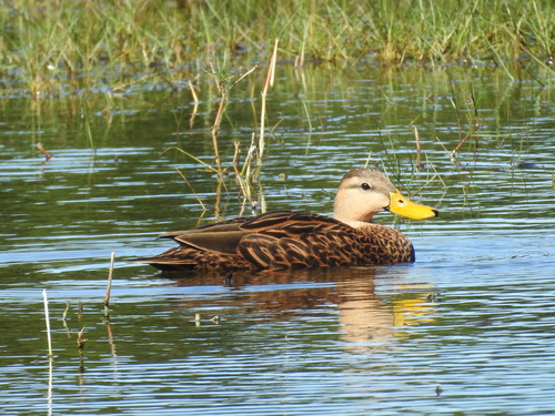 Anas fulvigula image