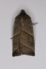 Eupsilia devia