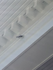 Stagmomantis carolina