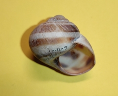 Helix philibinensis