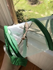 Stagmomantis carolina