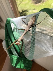 Stagmomantis carolina
