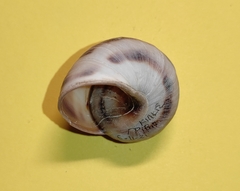 Helix philibinensis