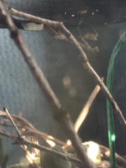 Stagmomantis carolina