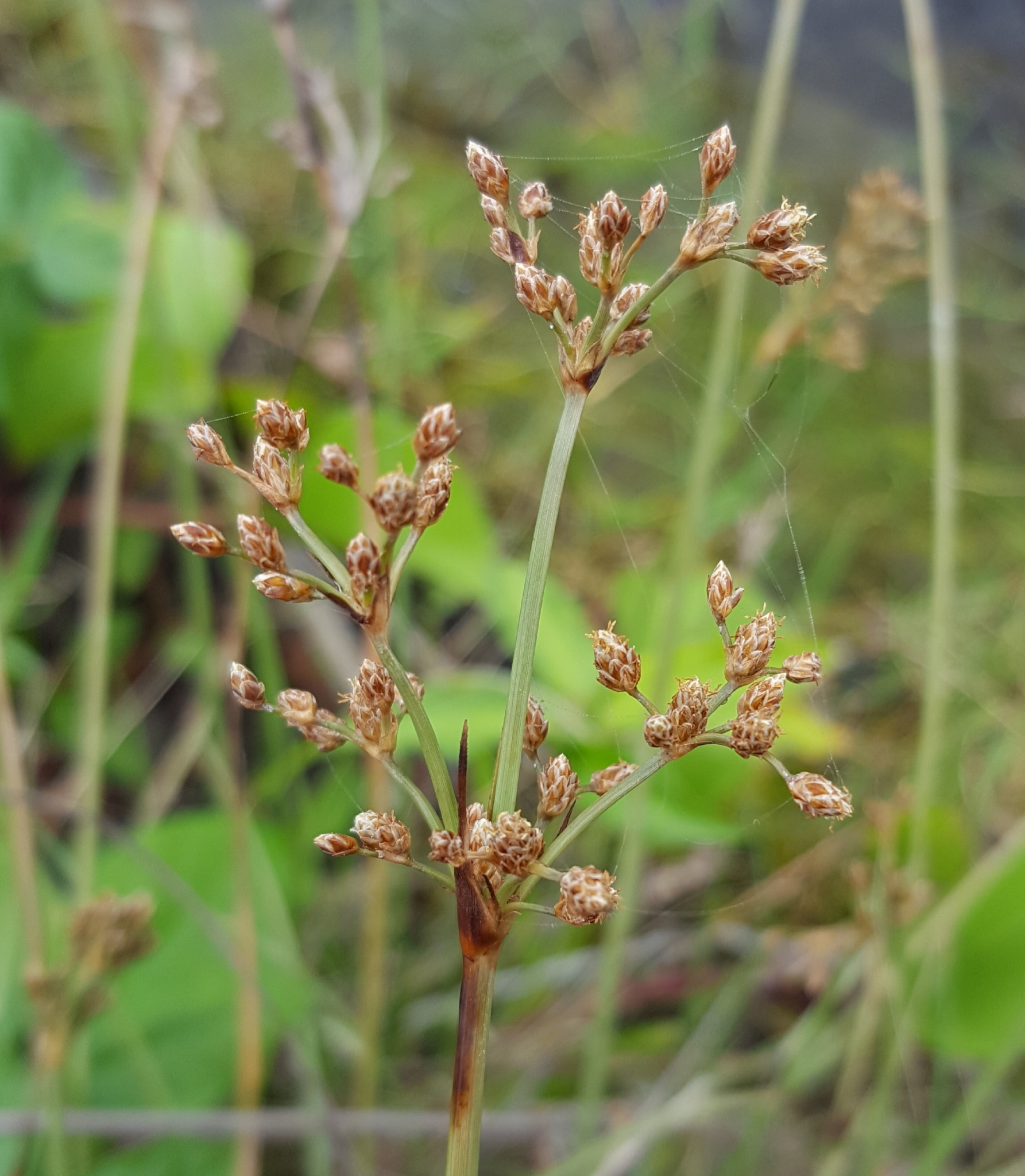 (c) François Rousseu, certains droits réservés (CC BY-NC) https://www.inaturalist.org/observations/100520790