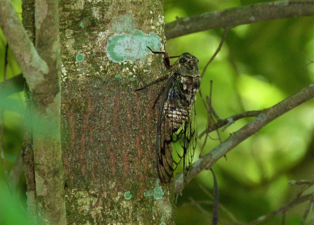 Fidicina toulgoeti