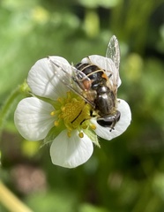 Eristalis croceimaculata