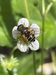 Eristalis croceimaculata