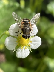 Eristalis croceimaculata
