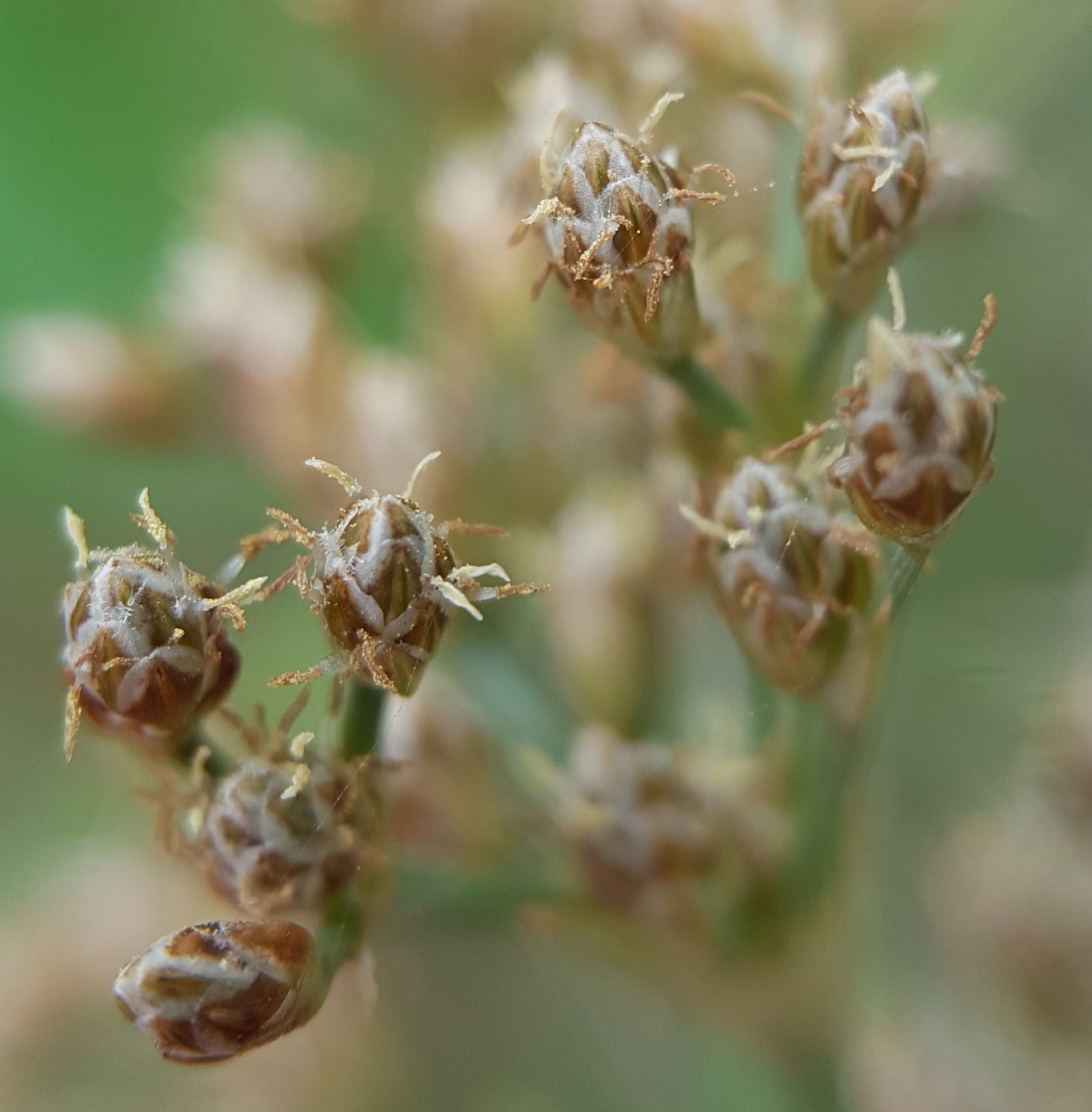 (c) François Rousseu, certains droits réservés (CC BY-NC) https://www.inaturalist.org/observations/100520790