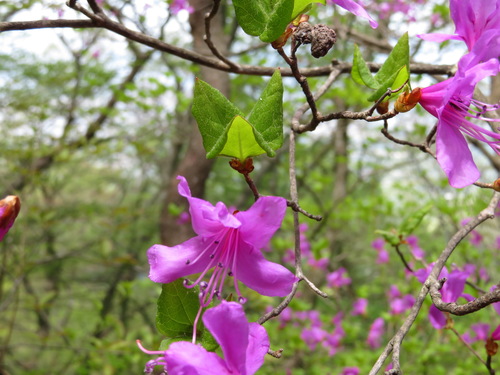 Rhododendron kiyosumense, photograph 1
