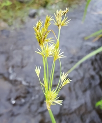 Cyperus articulatus