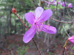 Rhododendron kiyosumense