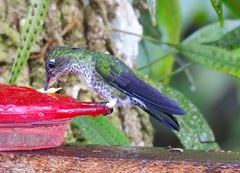 Taphrospilus hypostictus