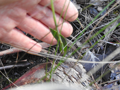 Calochilus robertsonii
