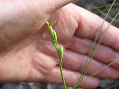 Calochilus robertsonii