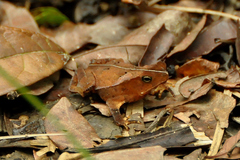 Rhinella hoogmoedi