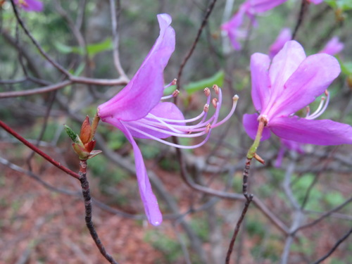 Rhododendron kiyosumense, photograph 5