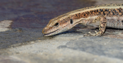 Anatolian Rock Lizard photo 4