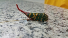 Pyrops candelaria