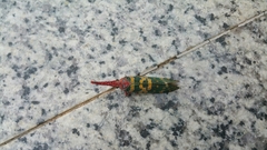 Pyrops candelaria