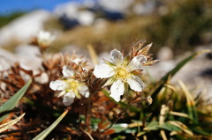Potentilla caulescens