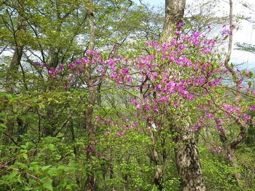 Rhododendron kiyosumense, photograph 4