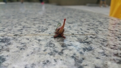 Pyrops candelaria