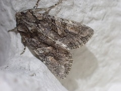 Dryobotodes tenebrosa