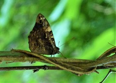 Opsiphanes quiteria