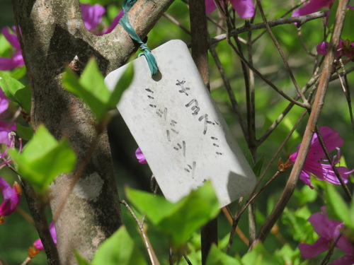 Rhododendron kiyosumense, photograph 2