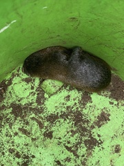 Amblysomus hottentotus