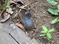 Amblysomus hottentotus
