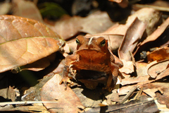 Rhinella hoogmoedi