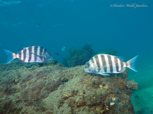 Sheepshead