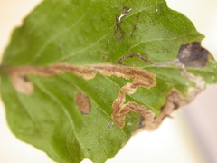 Stigmella hemargyrella