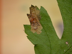 Stigmella hybnerella