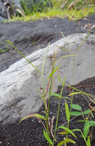 Digitaria radicosa image